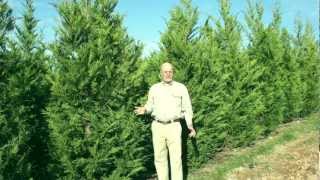 Leyland Cypress Evergreen Trees [upl. by Aracat97]