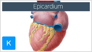 Epicardium  Definition amp Function  Human Anatomy  Kenhub [upl. by Devaj]