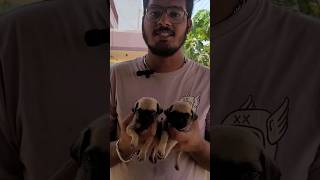 Pug Puppies Looking For New Homes shorts pug puppy vodafonedog tamil [upl. by Halda]