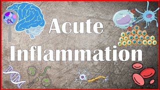 Acute Inflammation  Definition Pathogenesis Causes Mediators Morphology Exudate and Transudate [upl. by Anner235]