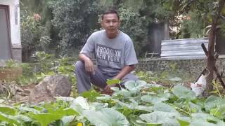 Agathis farm budidaya timun suri [upl. by Nnyleahs888]