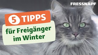 Top 5 Tipps zum Freigang für Katzen in der kalten Jahreszeit [upl. by Eneluqcaj]