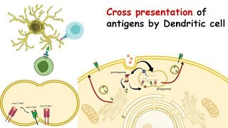 Types of Antigen Cross presentation [upl. by Ahsiat]