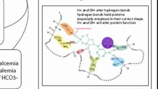 pH Acid Homeostasis Part 1 [upl. by Aketahs705]