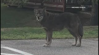 Is it a coyote wolf dog or mix of all three Portland residents and wildlife biologist weigh in [upl. by Euqinamod]