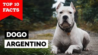 Dogo Argentino  Top 10 Facts [upl. by Enerak]