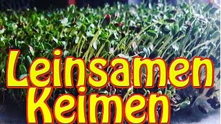 Leinsamen keimen beste Omega 3 Quelle der Welt Roh Vegan Blutwerte [upl. by Stannwood]