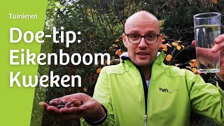 Doetip Kweek je eigen eikenboom [upl. by Belamy]