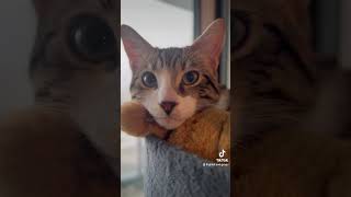 cats catventures catfunny catsdaily cute kittenadventures catvideos catlover funnycatvideo [upl. by Xonel]