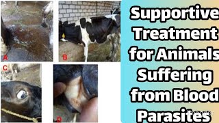 Tick Borne diseases in animals Treatment of blood parasites in cattle Babesiosis Theileriosis [upl. by Ajat963]