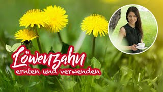 Löwenzahn ernten und verwenden 🌿🥗 Wildkräutersalat für Einsteiger [upl. by Ossy]