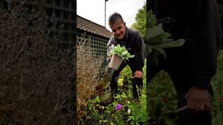 Our 1litre Lychnis may start small [upl. by Kaltman]