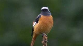 ジョウビタキ（尉鶲）♂ Daurian Redstart [upl. by Wendelin696]