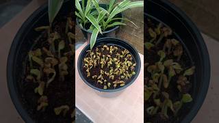 How to grow methi from seeds at home  Grow Fenugreek at home shorts youtubeshorts growmethi [upl. by Quince]