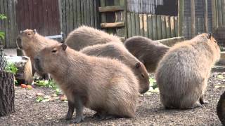 Feeding Time for the Giant Guinea Pigs [upl. by Dagney632]