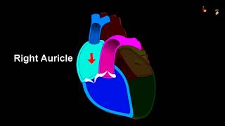 हृदय का कार्य  How does heart work and its structure  in Hindi [upl. by Angadreme790]