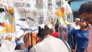 galiff street 24th March 2024  galiff street fish market new video  part 1 [upl. by Surat]