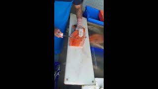 Fastest salmon cutter live shorts [upl. by Shermy]