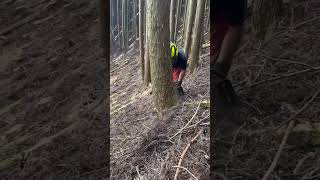 quotTimber Takedown Expert Tree Cutting Techniques Cutting Down a Giant Tree Felling in 10 seconds [upl. by Notnilk]