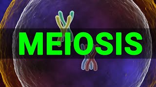 Meiosis 3D  Meiosis cell division I Meiosis and Mitosis Prophase Anaphase I Meataphse  Telophase [upl. by Clovis]