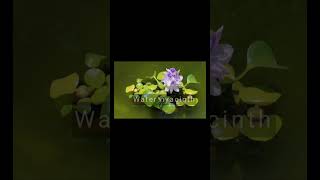 Terror of Bengal  Eichornia crassipes  water hyacinth  most problematic weed biology [upl. by Weylin]