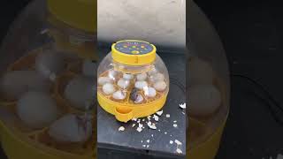 Wonderful Automatic Egg Incubator  Hatch chick [upl. by Lucille]