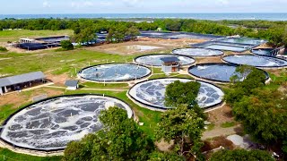 The First the Biggest Super Intensive Shrimp Farm 320 Million Kita per Year [upl. by Alisun]