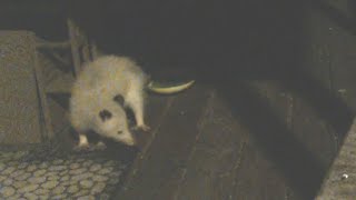 Large White Opossum leucistic Visits the Porch [upl. by Firestone]