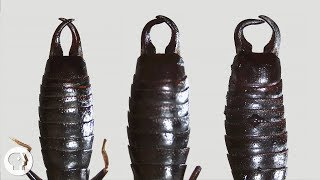 What Do Earwigs Do With Those Pincers Anyway  Deep Look [upl. by Anallise]