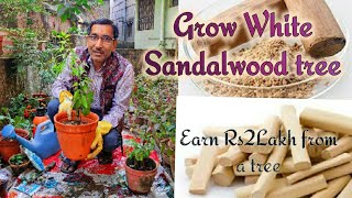 Grow White Sandalwood Tree Santalum album at home and Earn Up to Rupees 2 Lakh per 🌲 Tree [upl. by Jerol]