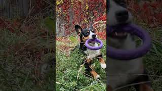 Thor the dog Entlebucher Sennenhund [upl. by Heimlich]