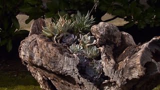 Escultura de jardín con suculentas  Bricomanía  Jardinatis [upl. by Yenahpets529]