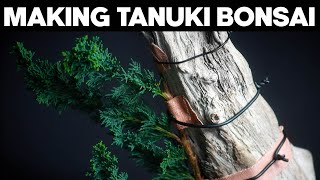 How To Make A Tanuki Bonsai🪴EASY [upl. by Gimpel808]