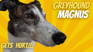 Our Greyhound was bitten Remastered [upl. by Siroled683]