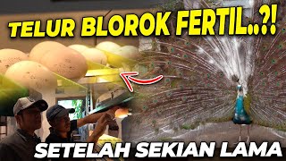 GAK DIKANDANGIN LAGI BIKIN MERAK GW BERTELOR LAGI BISMILLAH FERTIL [upl. by Aggarwal]