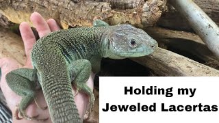 Jeweled Lacerta Handling  are these lizards as skittish as people say they are [upl. by Wachtel722]