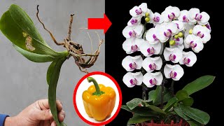 Using A Chili Orchids Will Revive And Bloom Like Crazy [upl. by Ahsiemac]