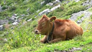 Bannalp  die Wohlfühlalp in der Zentralschweiz [upl. by Forsta]