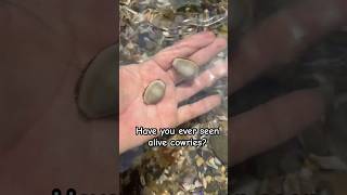 I’m obsessed with cowries and have never seen alive ones until NOW KeagansEpicAdventures sealife [upl. by Swanson]