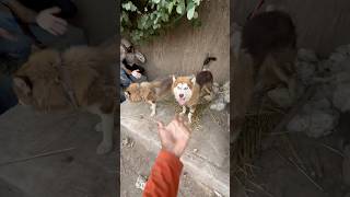 Husky dog kay babies aa gay dog [upl. by Naz302]