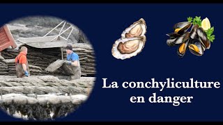 La conchyliculture en danger [upl. by Yrral970]