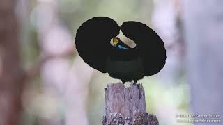 Victorias riflebird Full HD [upl. by Konstantine]