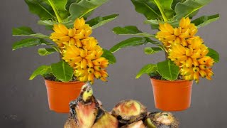 How to grow banana plants  A Minu Guide To Grow Bananas In Pot At Home [upl. by Alyahsat]