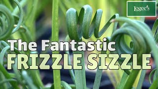 Meet the Fantastic ‘Frizzle Sizzle’  How to Grow and Care for Albuca ‘Frizzle Sizzle’ [upl. by Rodmann960]