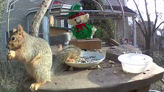 May this Squirrel bring your feelings of ASMR [upl. by Noloc]