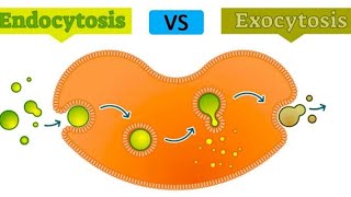 Endocytosis and Exocytosis in urdu \hindi [upl. by Norri789]