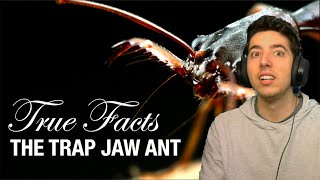 Reacting to zefrank1s True Facts Trap Jaw Ants [upl. by Cary547]