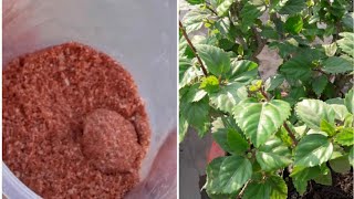 How to use Potash in Plantsपौधौं में पोटाश का प्रयोग कब और कितना करेंfungardening [upl. by Olrac]