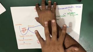 Upper limb veins  Venous drainage  Made Easy [upl. by Enahsed666]