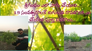 srigandham cultivationsandalwood farming  How to grow them in black soil and care to be taken [upl. by King]